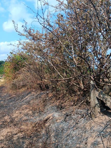 A burnt hedge at Blackstone Farm Fields with ash on the ground beneath it