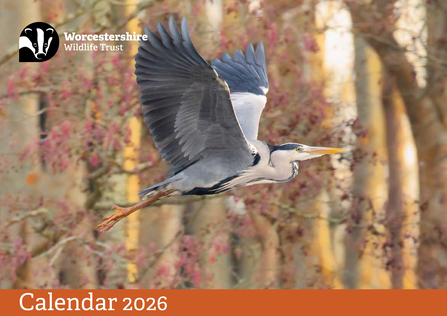 front cover of 2026 calendar featuring the grey heron in the main image at the top of the page plus the Trust logo and words 'calendar 2026'