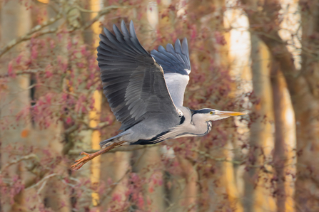 A grey heron flying past trees and autumn-coloured leaves - the heron is several shades of grey, with a white neck and long yellow bill. It looks like a sunny early evening.