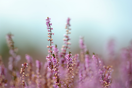 Lilac/pink flowers of heather against a blue sky background