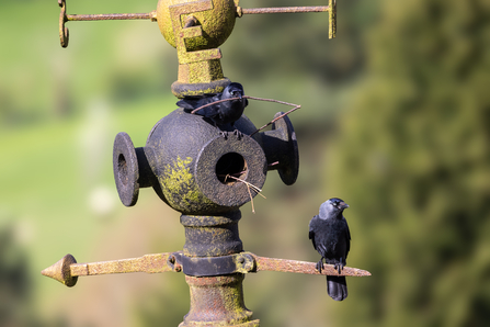 Two jackdaws building a nest in an old sewer ventilation pipe - one bird is above the hole and is holding a twig. The background is green and it's a sunny day