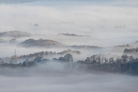 tops of trees are peeking above a lot of cloud - there is the hint of a light blue sky at the top of the image