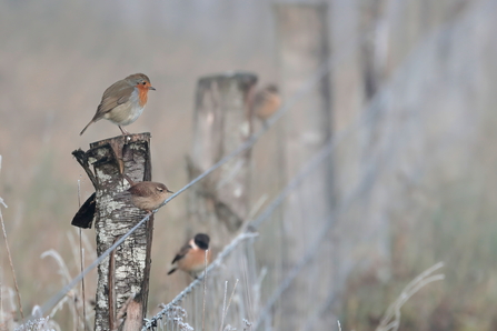 A robin, wren and two stonechats sitting on a wire fence in the frost - the two former birds are in focus, the latter two are out of focus