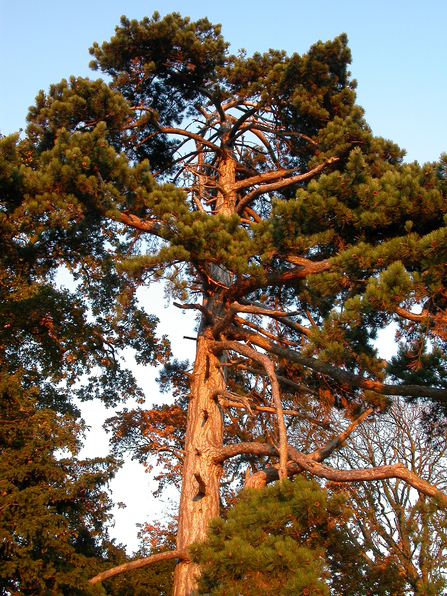 A Scots pine tree - tall trunk with many branches with dark green bunches of needles