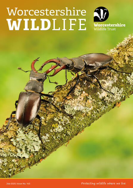 Front cover of summer membership magazine - WWT logo, the words Worcestershire Wildlife and a photo of two male stag beetles on a branch with their 'antlers' (over large jaws) touching