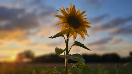 A sunflower backlit by a sunset