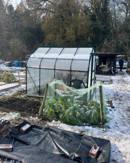 A snow covered allotment that has nets covering some of the vegetables