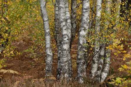 Silver birch trunks clustered together with golden birch leaves dropping around them and brown bracken at the base