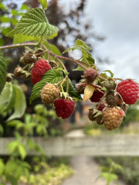 A branch with raspberries growing on it, some of them unripe and yellow, some of them juicy and pink