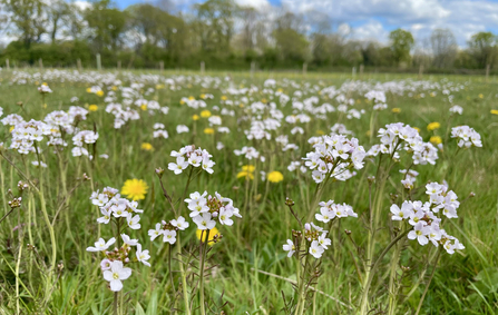 a field on a sunny spring day - in the frame are the pinky-white flowers of cuckooflower, with yellow dandelions dotted throughout