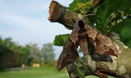 Eyed hawk-moth resting on an apple tree branch - the moth is a mixture of greys and browns with pointy wings and a black stripe on the back of its head