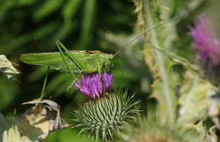 A great green bush-cricket on top of the purple flower of a thistle head - it's a large, green cricket with long wings, back legs and antennae