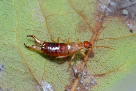 Lesne's earwig - long thin body that's relatively light brown/ginger in colour, no wings