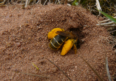A pantaloon bee digging into a sandy burrow - the head of the bee is in the nest but the very large, pollen-covered legs are obvious. The abdomen is dark with one complete white band of hairs near the bottom and two broken white bands higher on the body.