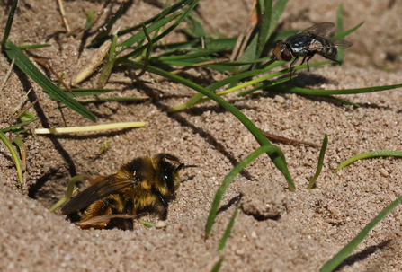 A pantaloon bee is sitting at the entrance to her nest and there's a parasitic fly on a nearby grass stem waiting for her to leave so she can enter to parasitise the eggs/larvae