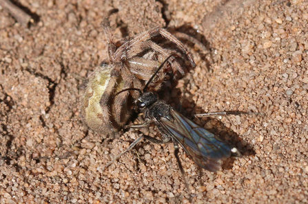 Long, thin black wasp moving a much larger orb weaver spider along the sand