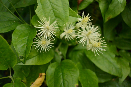 Creamy lemon/white flowers of wild clematis against a background of green leaves