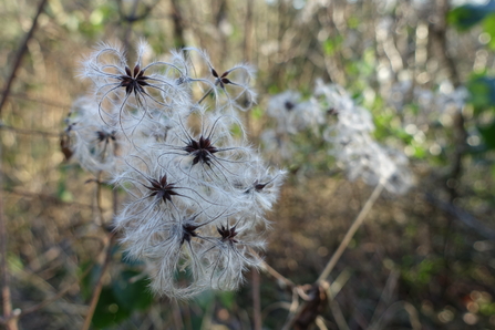 White fluffy seedheads of wild clematis