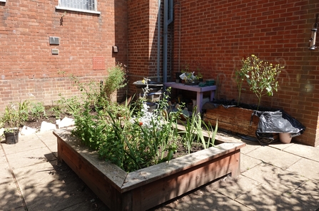 A raised bed with lots of plants in the middle of a courtyard - more plants can be seen around the walls