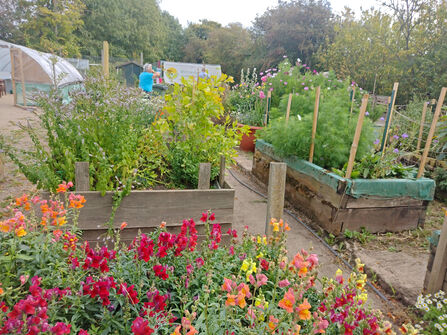 Part of Worcester Community Garden - raised beds with a variety of flowers and green vegetation