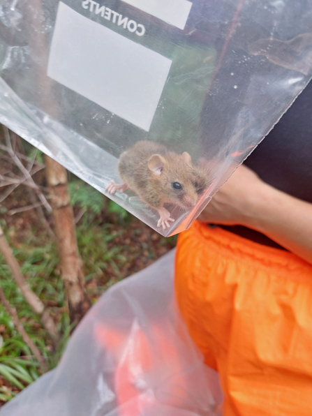 A small honey-coloured mouse is in the bottom of a clear plastic bag that is being weighed