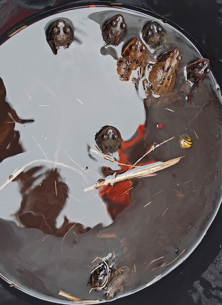 Eight frogs in a bucket of water