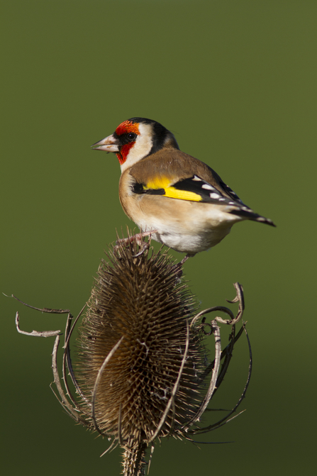 A goldfinch sitting on a teaselhead. The bird has a red face, with a cream curve behind the eye, a mainly gold-beige body/feathers and a flash of bright yellow amongst black on the edges of the wings
