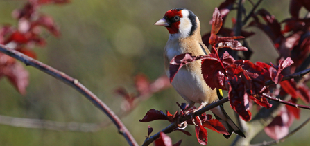 goldfinch sitting in a tree - you can see the red and white markings on the face, finished off with a curve of black at the back of the head. The body is mainly a golden beige and, through the leaves, you can just get a hint of the bright yellow flash on the wings.