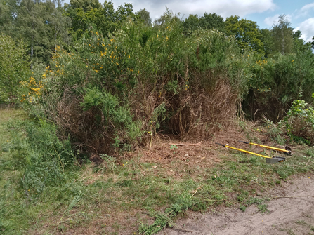 An area of vegetation alongside a sandy path has been cleared back