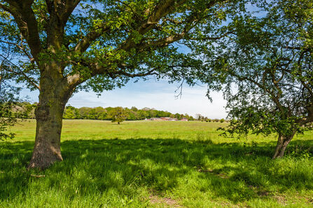 A tree is framing a view across a field to a farm in the distance that's nestled against a woodland. It's a beautiful summers day with a blue sky and light white clouds.