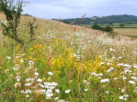 A bank covered in wildflowers with fields and another hillock in the distance
