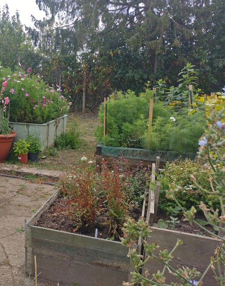 Raised beds full of plants and flowers in Worcester Community Garden, there is a large tree in backdrop