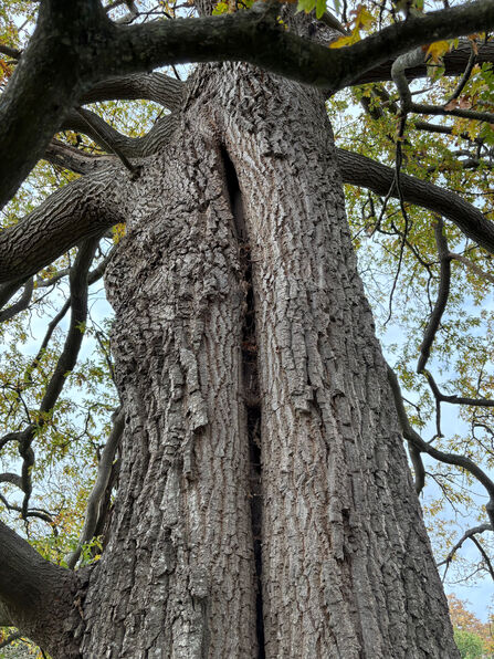 A cavity running up the trunk of a tree