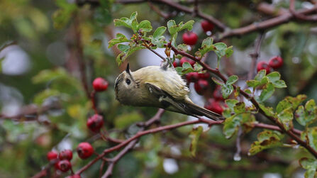 Goldcrest hanging upside down from a thin hawthorn twig looking for food