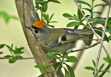 Male goldcrest flaring the neon-orange crest on the top of its head. It's sitting in a tree and has a grey-ish face with green wings that have both a black and a white line on them