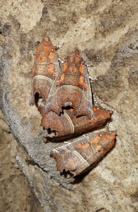Four herald moths are hibernating, resting on a cave roof. They're orange/bronze in colour.