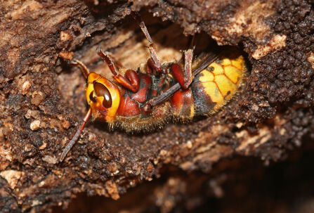 A hornet in a cavity in a piece of wood