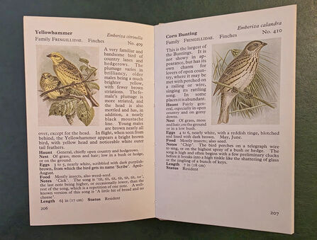 The Observer's book of birds is opened on a double page spread and features yellowhammer and corn bunting
