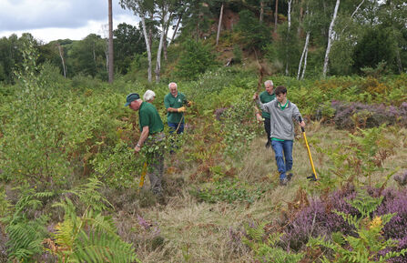 Four volunteers working in the heathland in an outdoor site