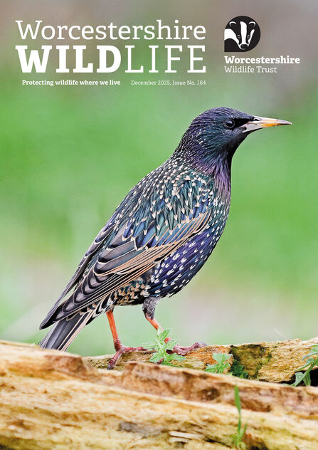 Front cover of winter 2025 membership magazine featuring the Worcestershire Wildlife Trust logo, the words Worcestershire Wildlife (title) and a photo of a starling - the photo shows the iridescent feathers, spots/arrows at the end of many feathers as well as a sharp yellow bill