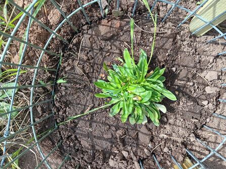The basal rosette of a Deptford pink plant with a protective metal guard around it