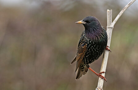 Starling perched on a thin stem, the bird's body is facing to the right but its head is turned to the left. The bird is overall dark with white/cream tips at the ends of some feathers and iridescent purple/green feathers around the neck.