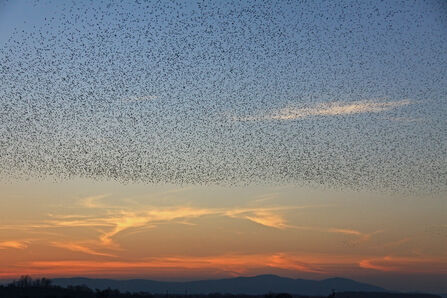 A large flock of starlings in the sky, below is an orange-sunset and the Malvern Hills