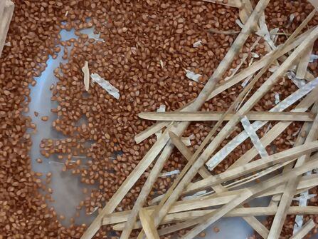 Small brown seeds in a tray
