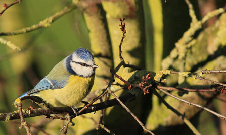 Blue tit sitting in a cherry tree, the tree is just starting to bud. Sunlight is shining on the bird, which has a blue crown, white face with a black eye-stripe, yellowy chest and green and blue wings.