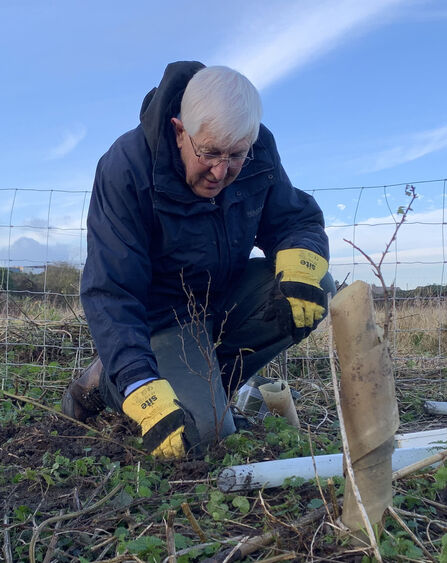 A man with white hair is wrapped up warm and wearing a pair of gloves as he plants a tree on a sunny day