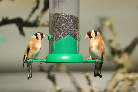 A photograph of two goldfinches perched on a green bird feeder