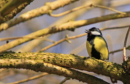 A great tit singing in a tree - it has a black cap with white cheek, yellow breast with a thick black stripe running down the middle of it. The bird is sitting on a branch in a tree with no leaves, the sun is shining but it looks like winter.