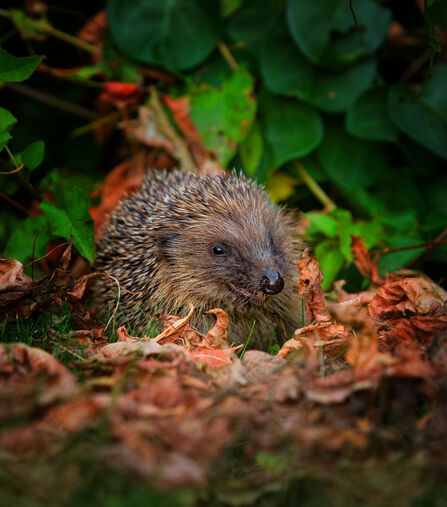 A photograph of a hedgehog sitting in a pile of dead leaves with greenery in the background