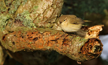 Chiffchaff - bird with olive-brown tones to upper body and wings and a yellowy-buff breast - sitting on a tree branch in the sunlight